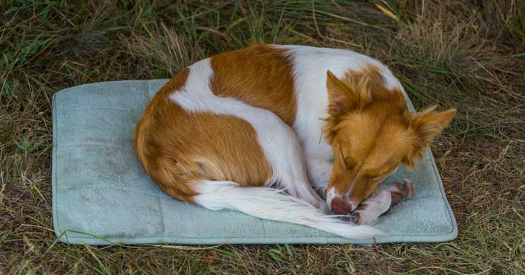 Puppy sleeping on a mat-min