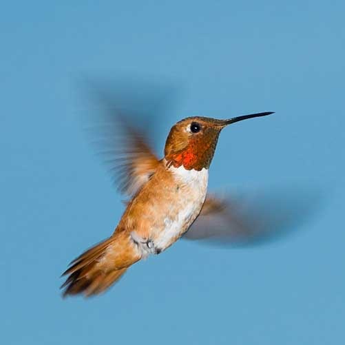 Rufous hummingbird South Dakota-min
