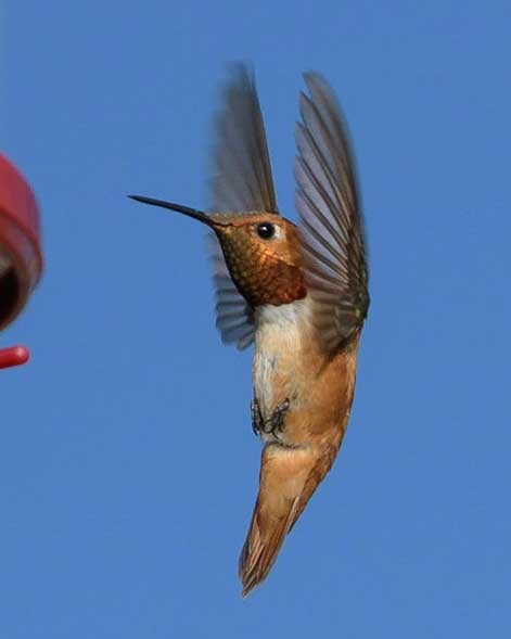 Hummingbird South Dakota-min