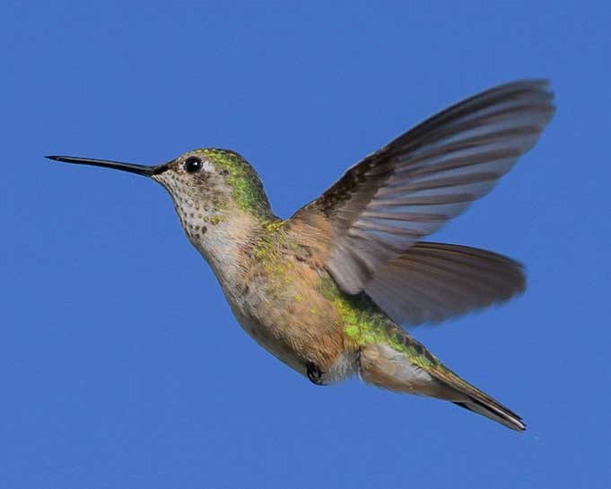 Female Rufous hummingbird South Dakota-min
