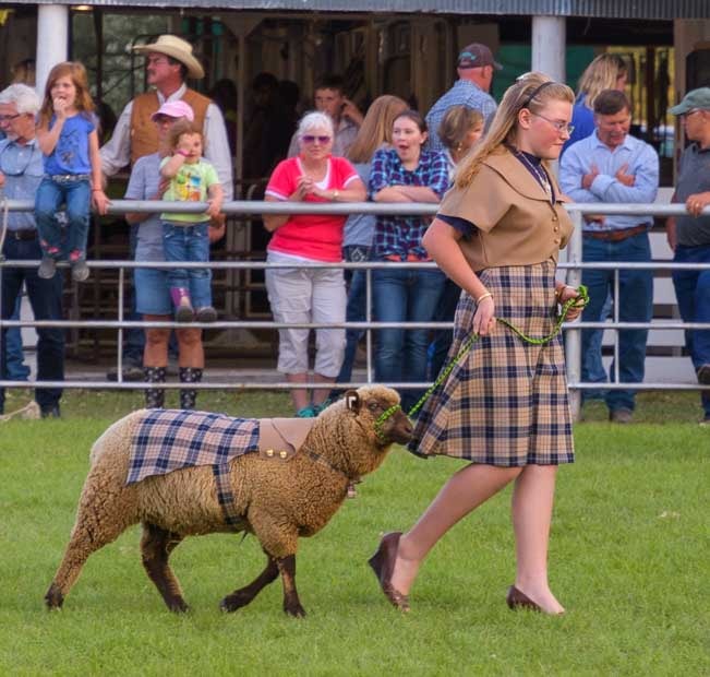 Johnson County Fair Wyoming sheep and kids festival-min