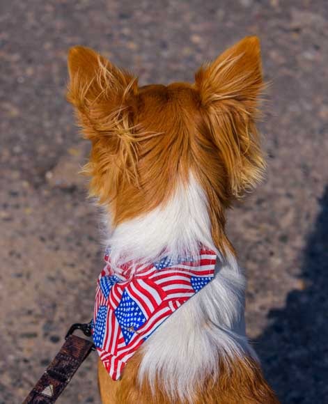 Puppy shows off American flag bandana-min