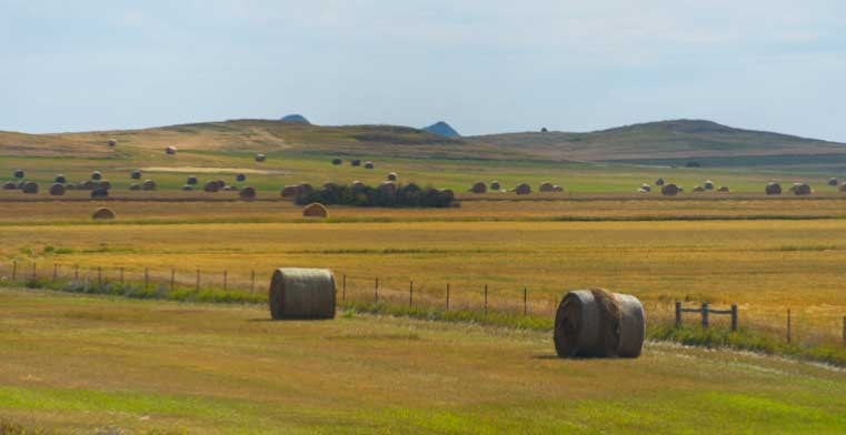 Round hay bales in North Dakota-min