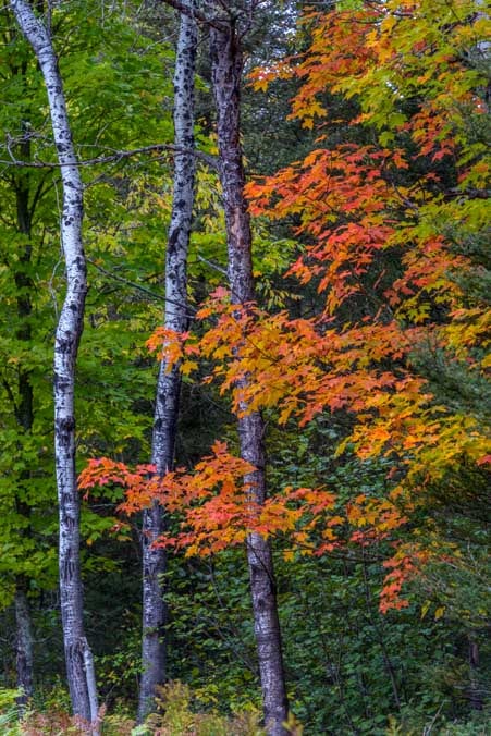 Fall foliage Ottowa National Forest Michigan Upper Peninsula-min
