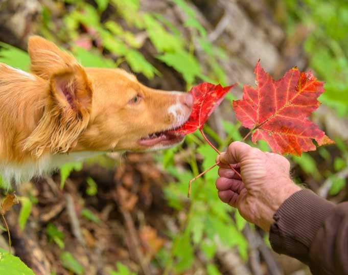 Fall foliage is yummy to a puppy-min