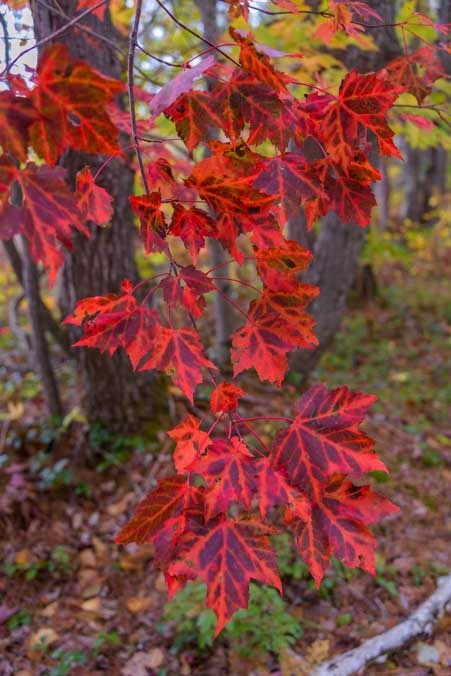 Fall color Hiawatha National Forest Michigan Upper Peninsula-min