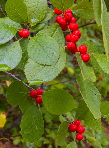 Fall berries Michigan Upper Peninsula Ottowa National Forest-min