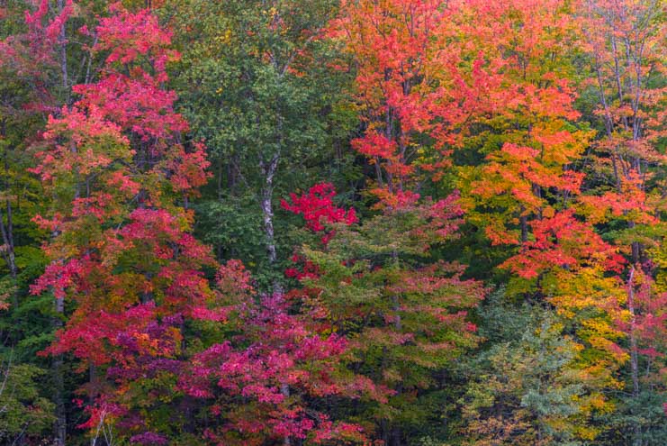Fall foliage Hiawatha National Forest Michigan Upper Peninsula-min