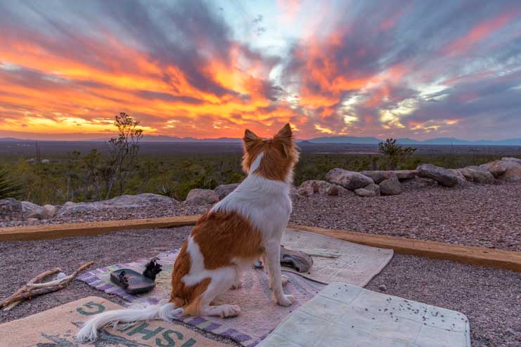 Puppy looks at a stunning sunset-min