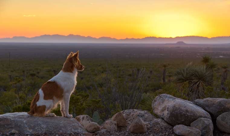 Puppy watches sunset Oliver Lee State Park New Mexico-min