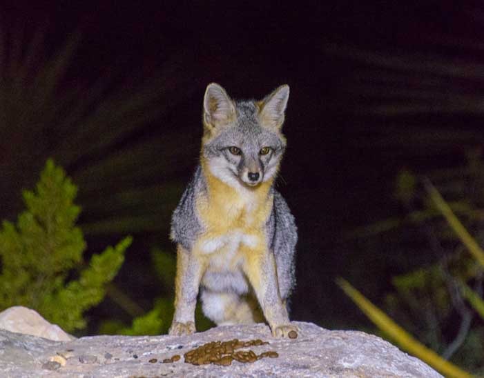 Gray Fox at Oliver Lee State Park New Mexico-min