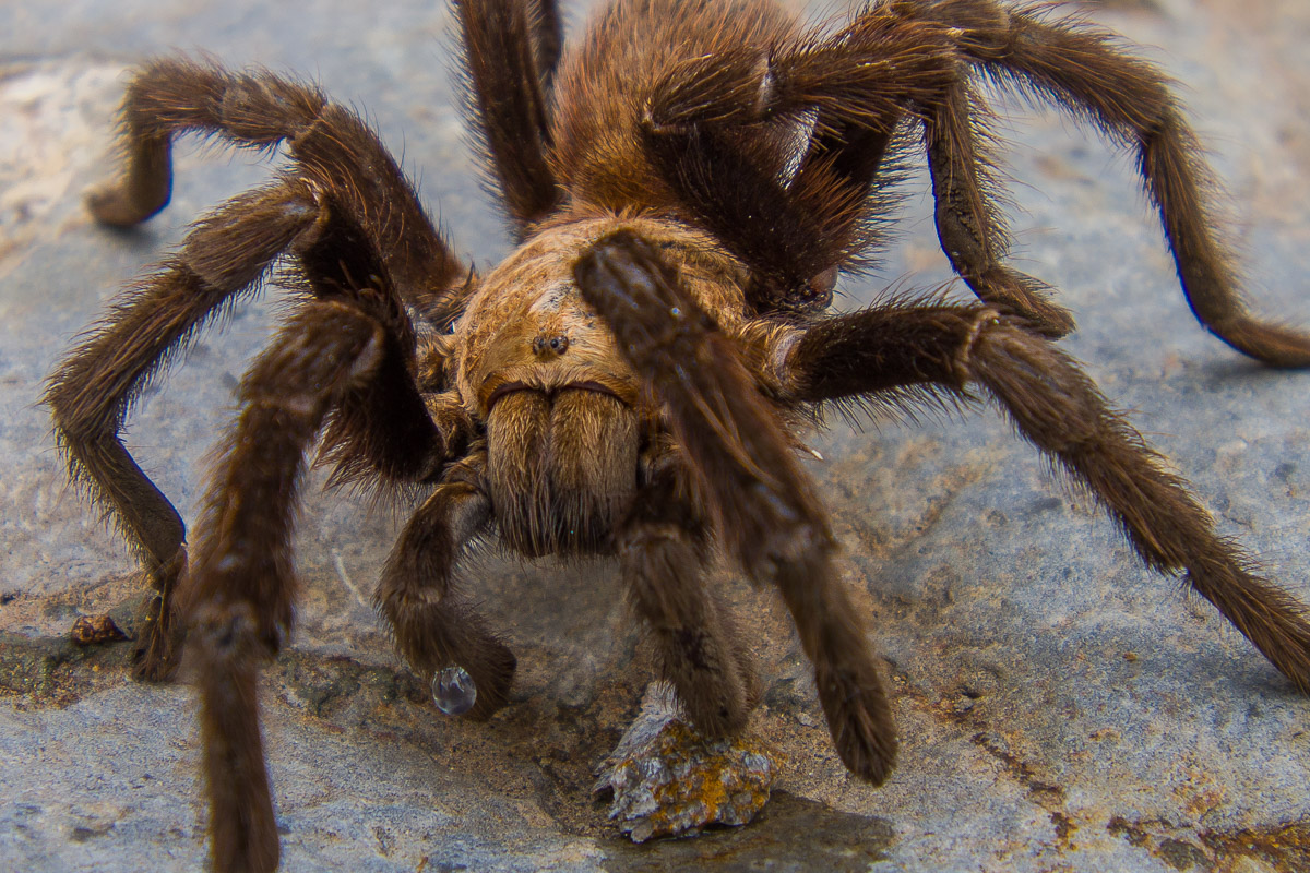 tarantula in Oliver Lee Memorial State Park New Mexico