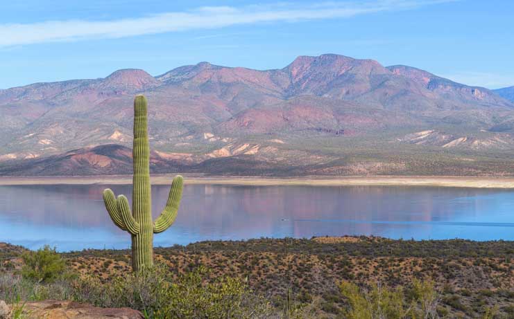Saguaro cactus on the Salt River in Arizona-min