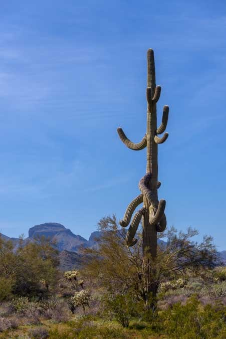 Crazy cactus in Arizona-min