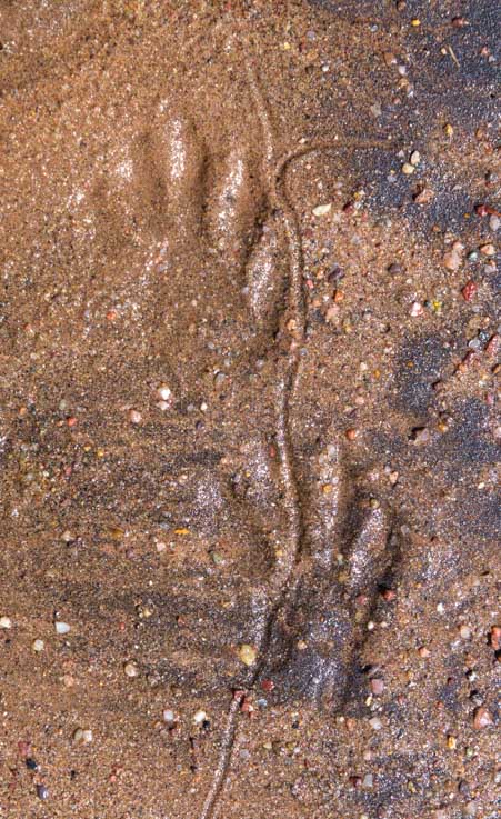 Animal tracks in mud Arizona-min