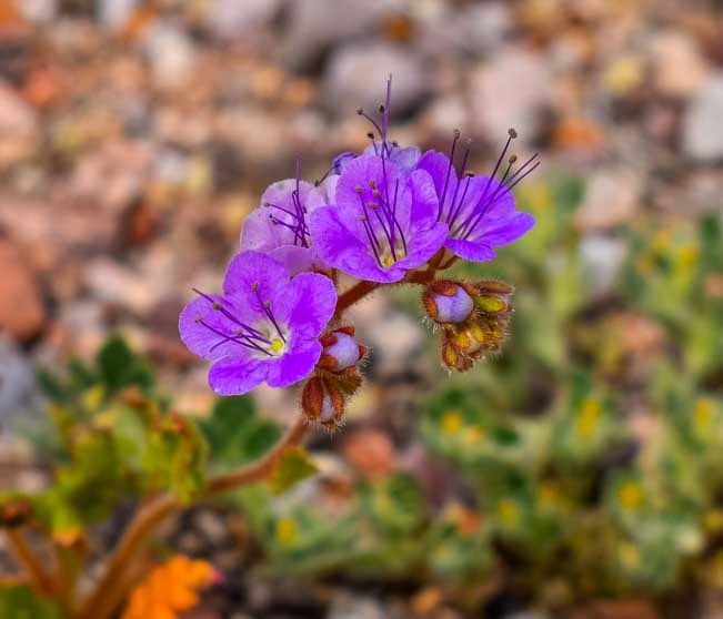 Purple Arizona wildflower-min