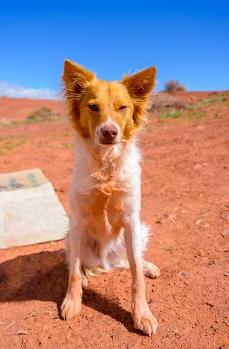 Puppy in red rock sand Utah-min