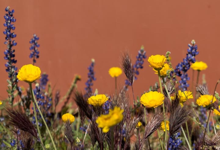 Wildflowers in Arizona-min