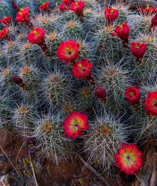 Red cactus flowers Little Horse Trail Sedona Arizona Hike-min