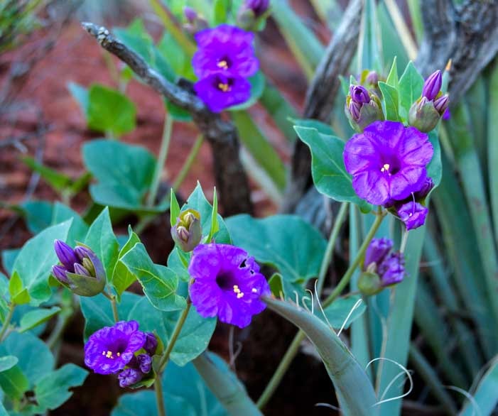 Pretty wildflowers Sedona Arizona-min