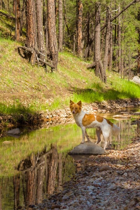 Puppy poses on a rock in a forest stream-min