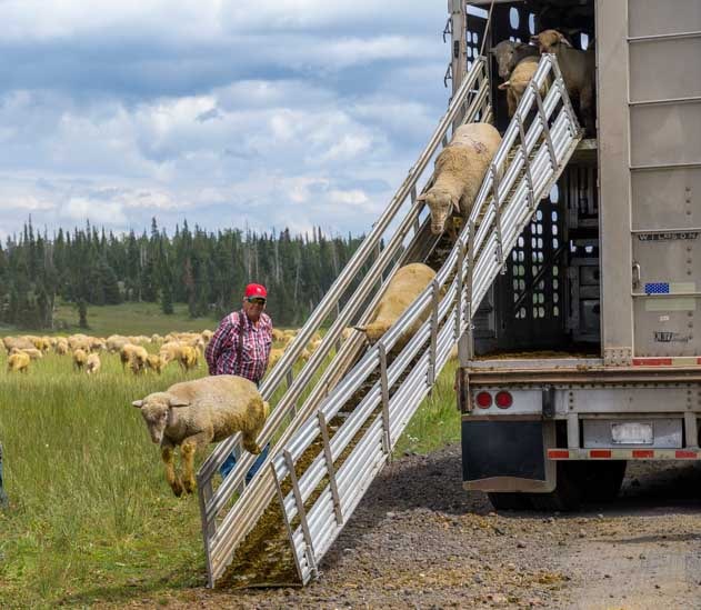 Sheep jumps off loading ramp in Utah-min