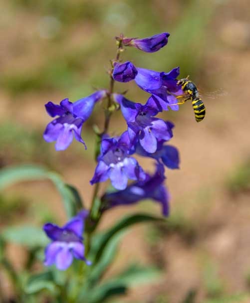 Bee on a flower-min