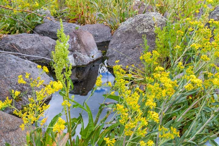 Mother Nature's landscaping at Fish Lake Utah-min