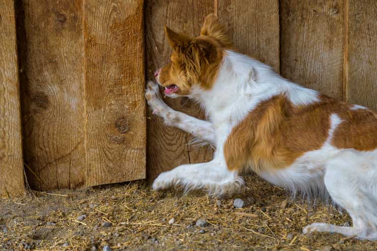 Puppy hears rabbits behind barn wall-min