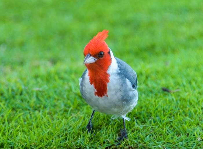 Red crested cardinal Oahu Hawaii-min