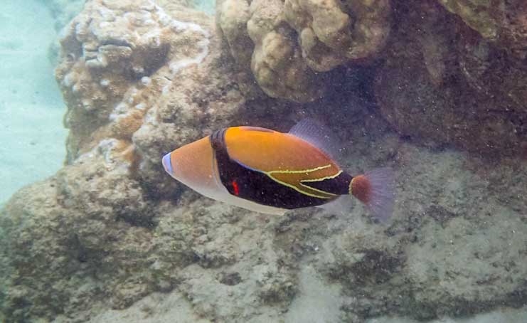 Colorful fish Hanauma Bay State Park Oahu Hawaii-min