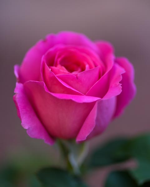 Pink Rose blossom