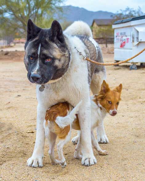 Puppy makes friends big and small