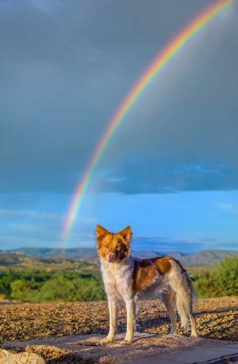 Puppy under a rainbow