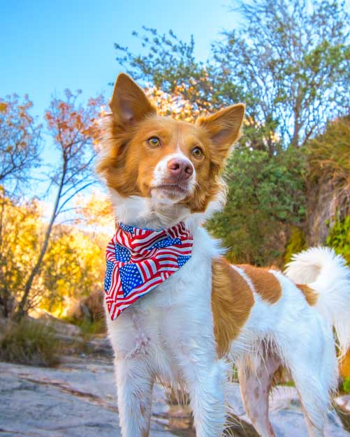 Beautiful patriotic dog