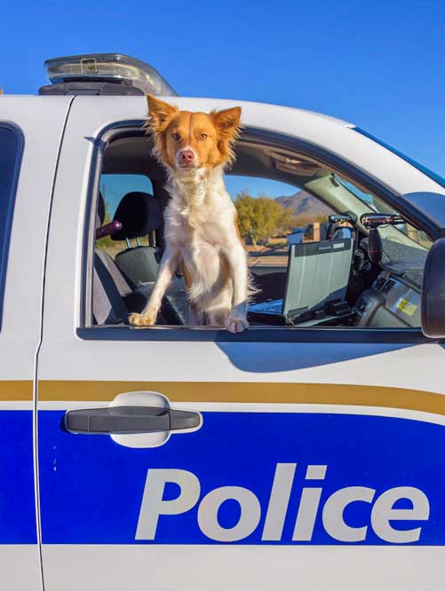 Puppy in a police car