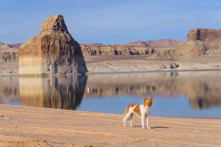 Dog on the beach at Lake Powell Arizona