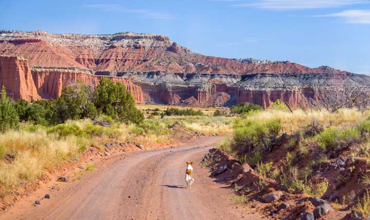 Dog running down a dirt road in the Utah red rocks