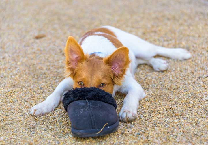 Puppy plays with a slipper