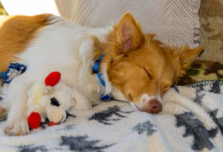 With his favorite toy lambchop