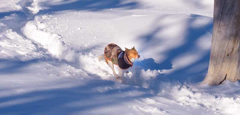 Puppy dog running in the snow