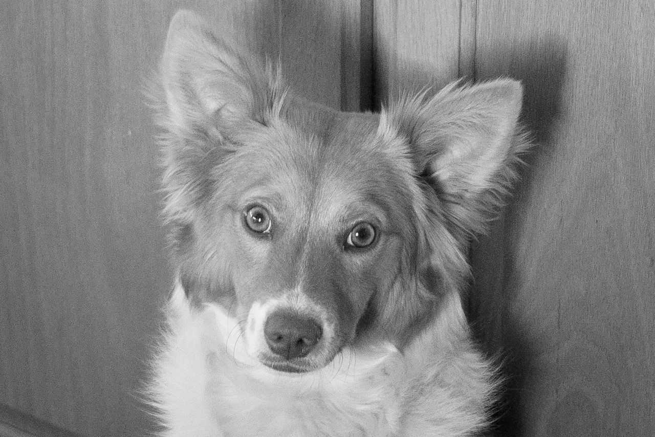 Puppy portrait black and white