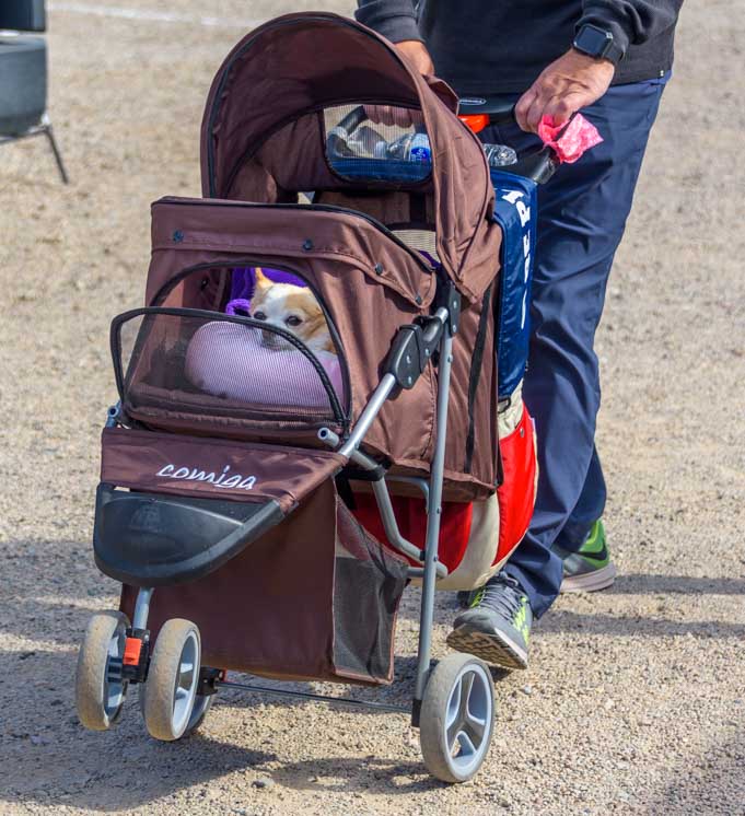 Quartzsite Arizona Dogs in a stroller