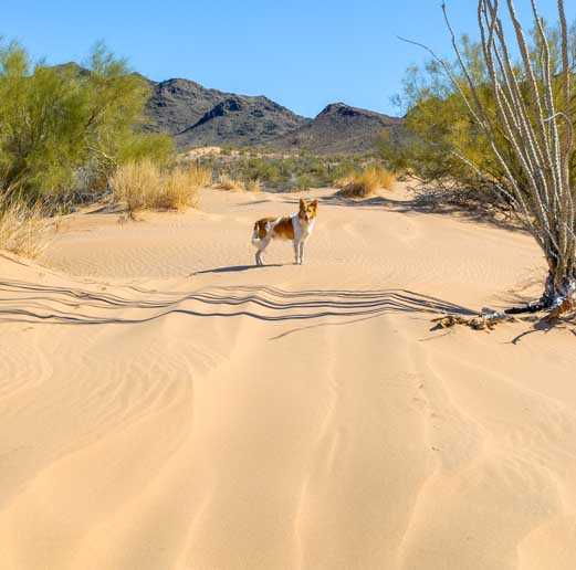 Quartzsite Arizona sand dunes