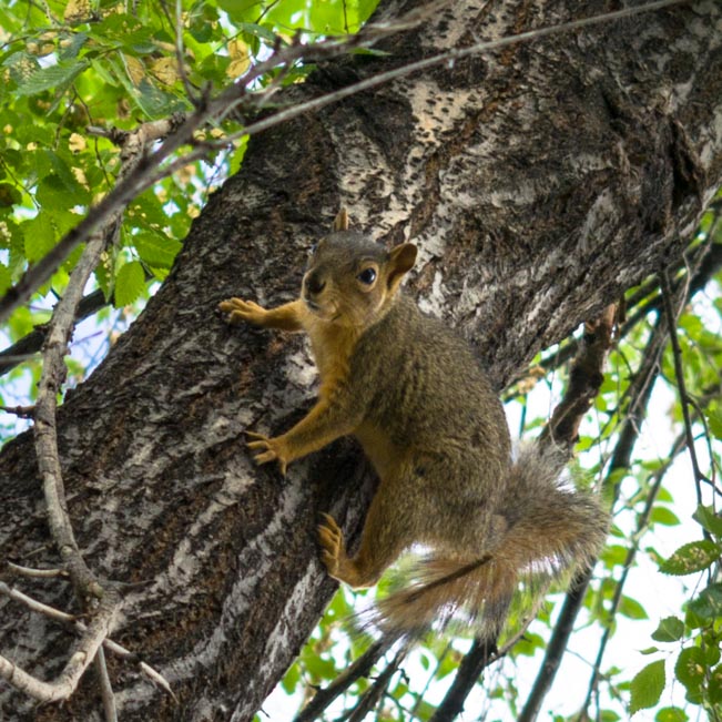 Idaho Falls Squirrel