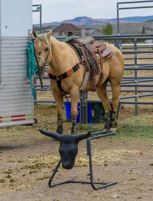Horse waits behind dummy roping steer