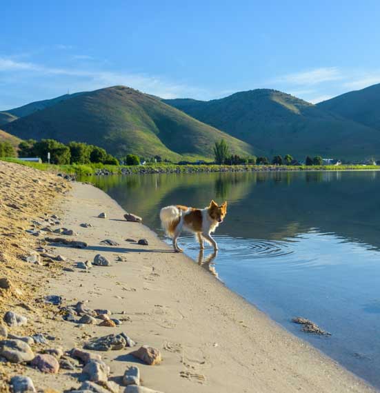 Puppy tests the water at Mantua Reservoir in Utah