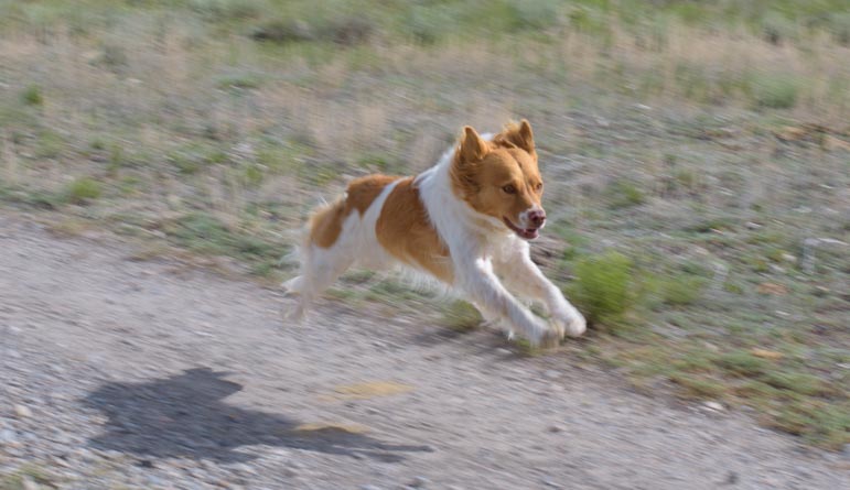 Puppy runs at top speed