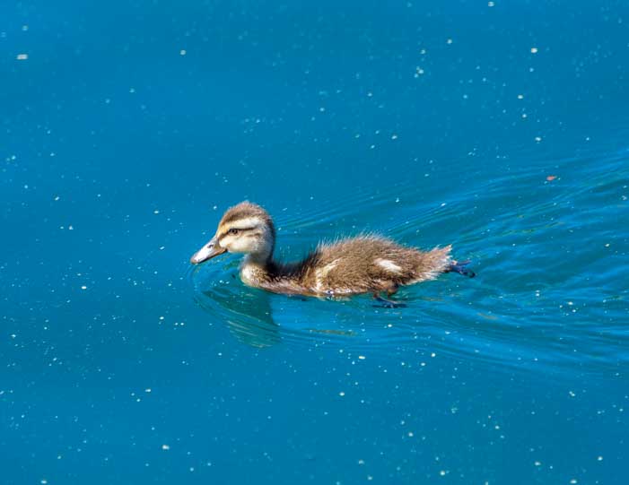 Duckling on Lake Chelan in Chelan Washington
