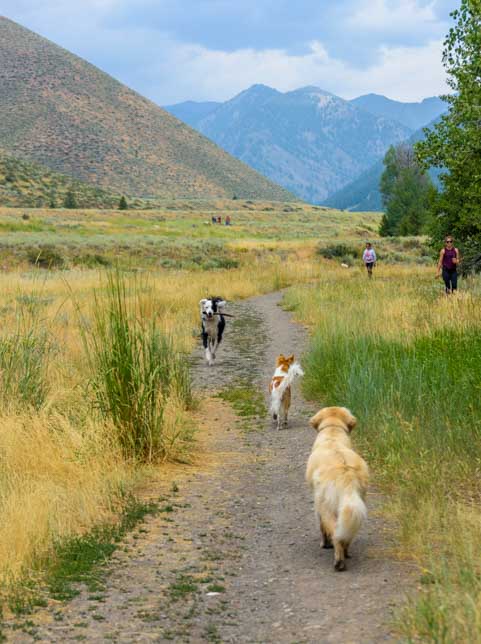 Dog friendly Trail Creek Trail in Sun Valley Idaho